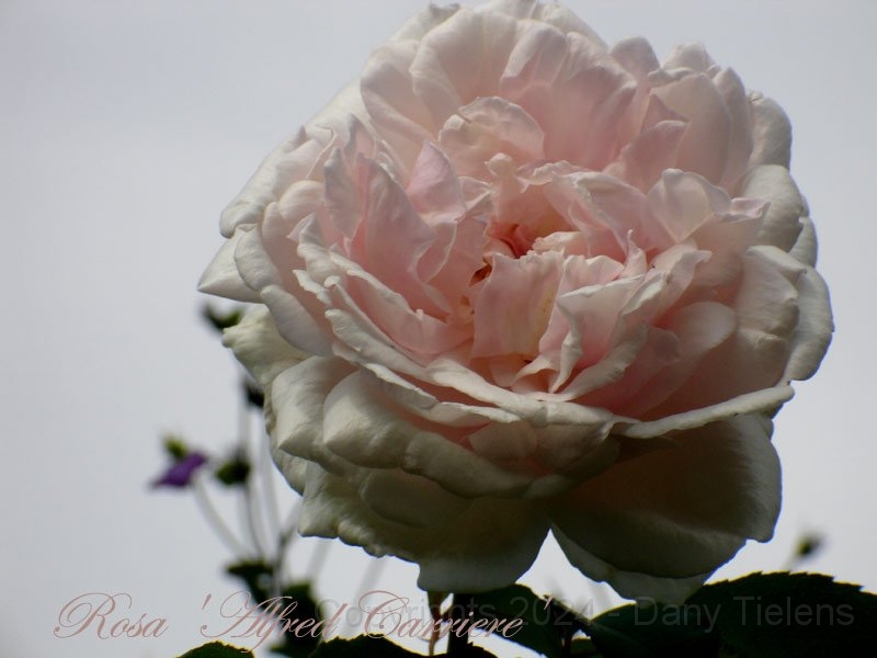 Rosa - Mme Alfred-Carriere 2.jpg